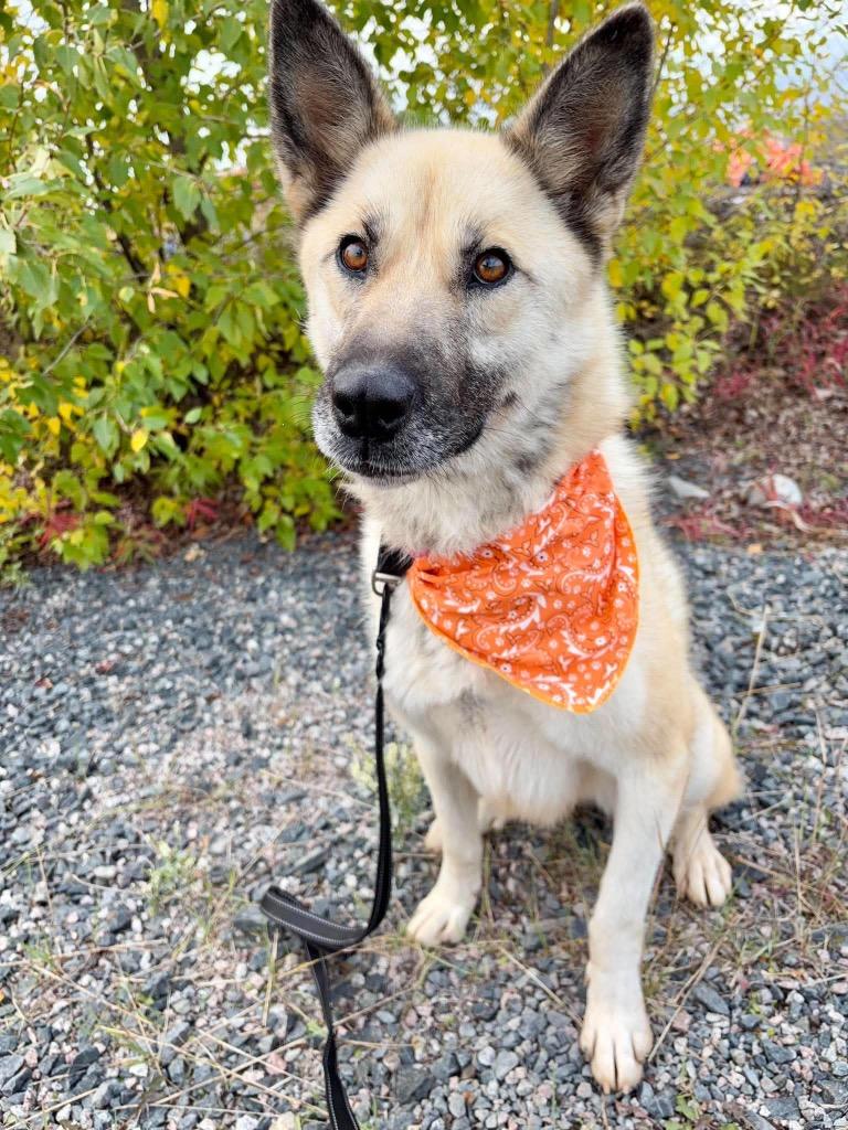 Enlarge Romy, a Adoptable mixed breed in Yellowknife, NT image 4/4