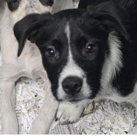Meet Momma Brittanys Adorable Pups Dont let their less-than-professional headshots fool youthese