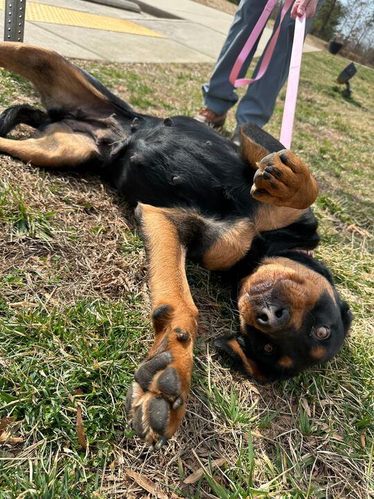 Prava, ADOPTABLE, Adult Female Rottweiler.