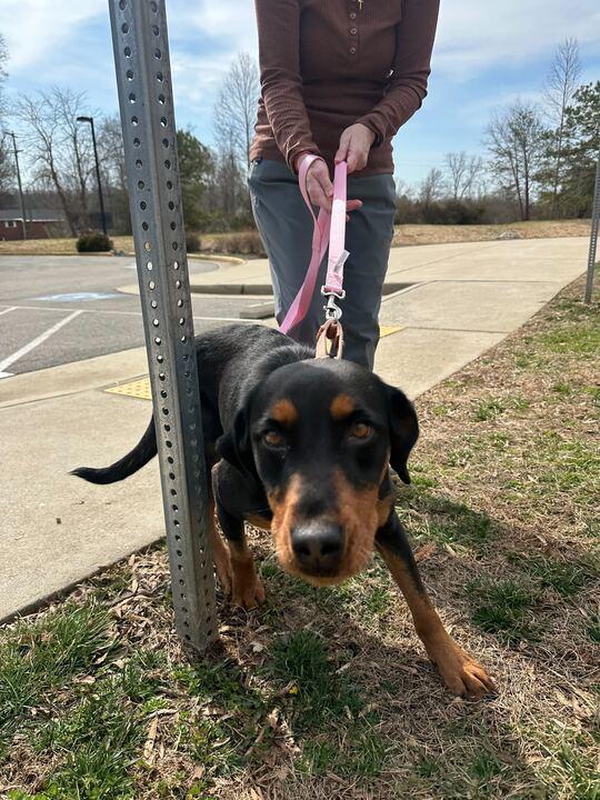 Enlarge Prava, a ADOPTABLE mixed breed in Maidens, VA image 4/4