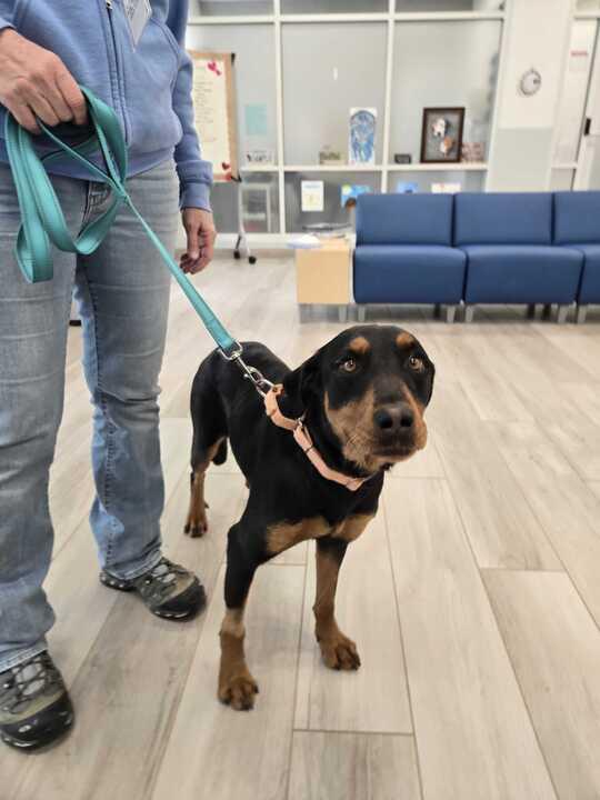 Enlarge Prava, a ADOPTABLE mixed breed in Maidens, VA image 2/4