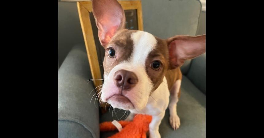 Wyatt Princesummerville  Sc