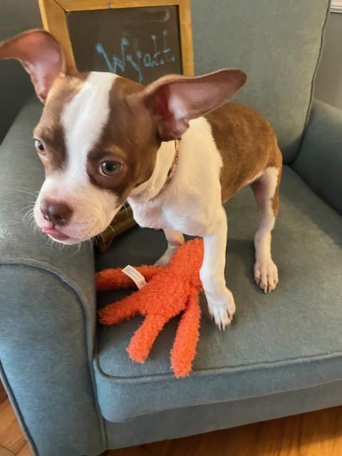 Wyatt Princesummerville  Sc thumbnail 2