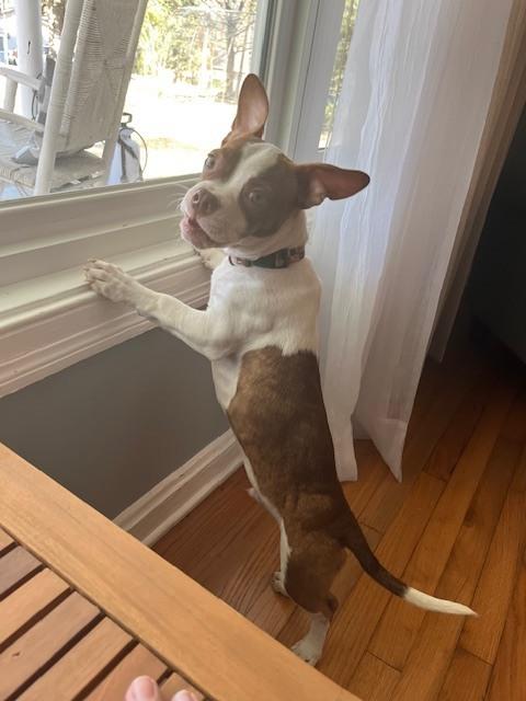 Wyatt Princesummerville  Sc thumbnail 3