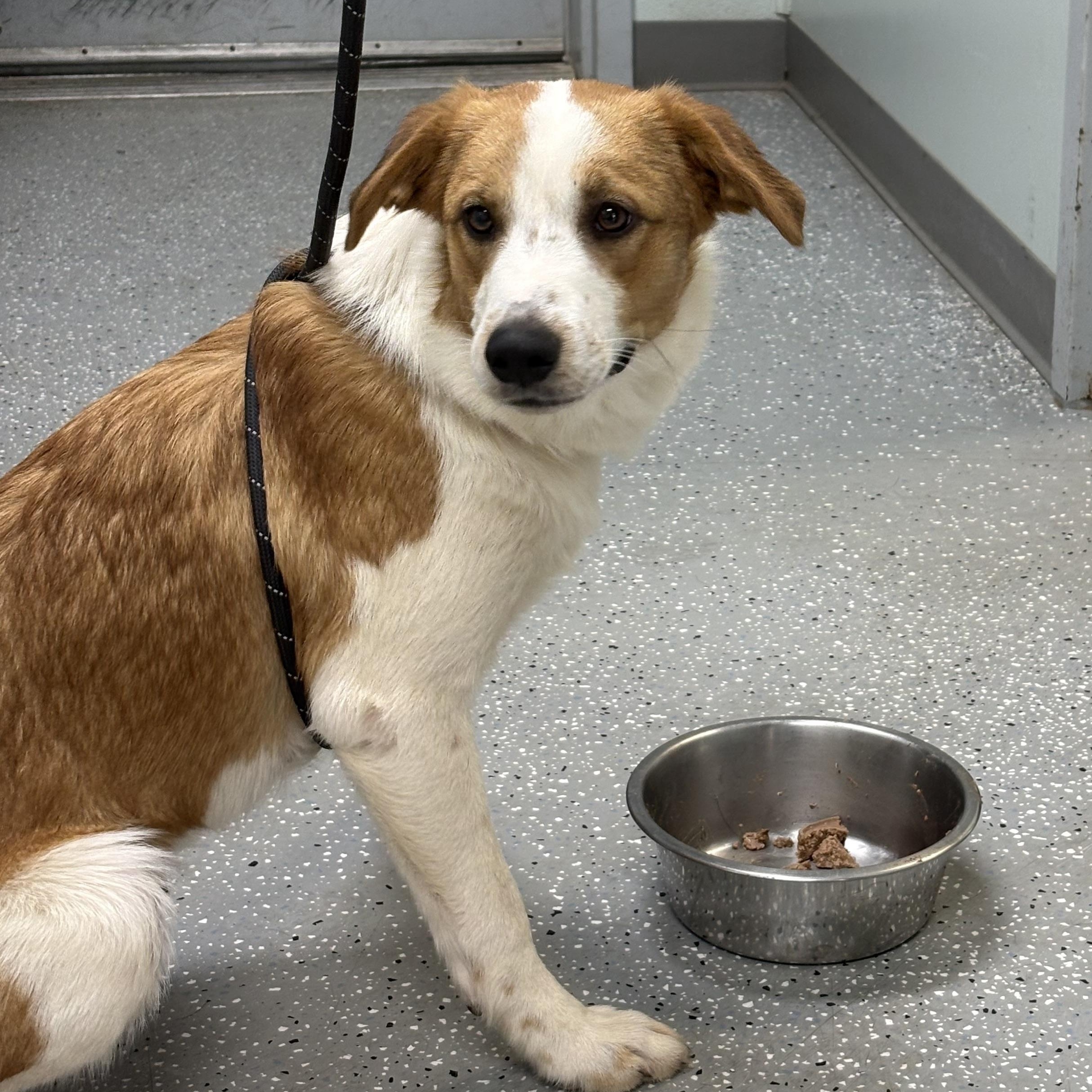 Enlarge Padme, a Adoptable mixed breed in Bardstown, KY image 3/6
