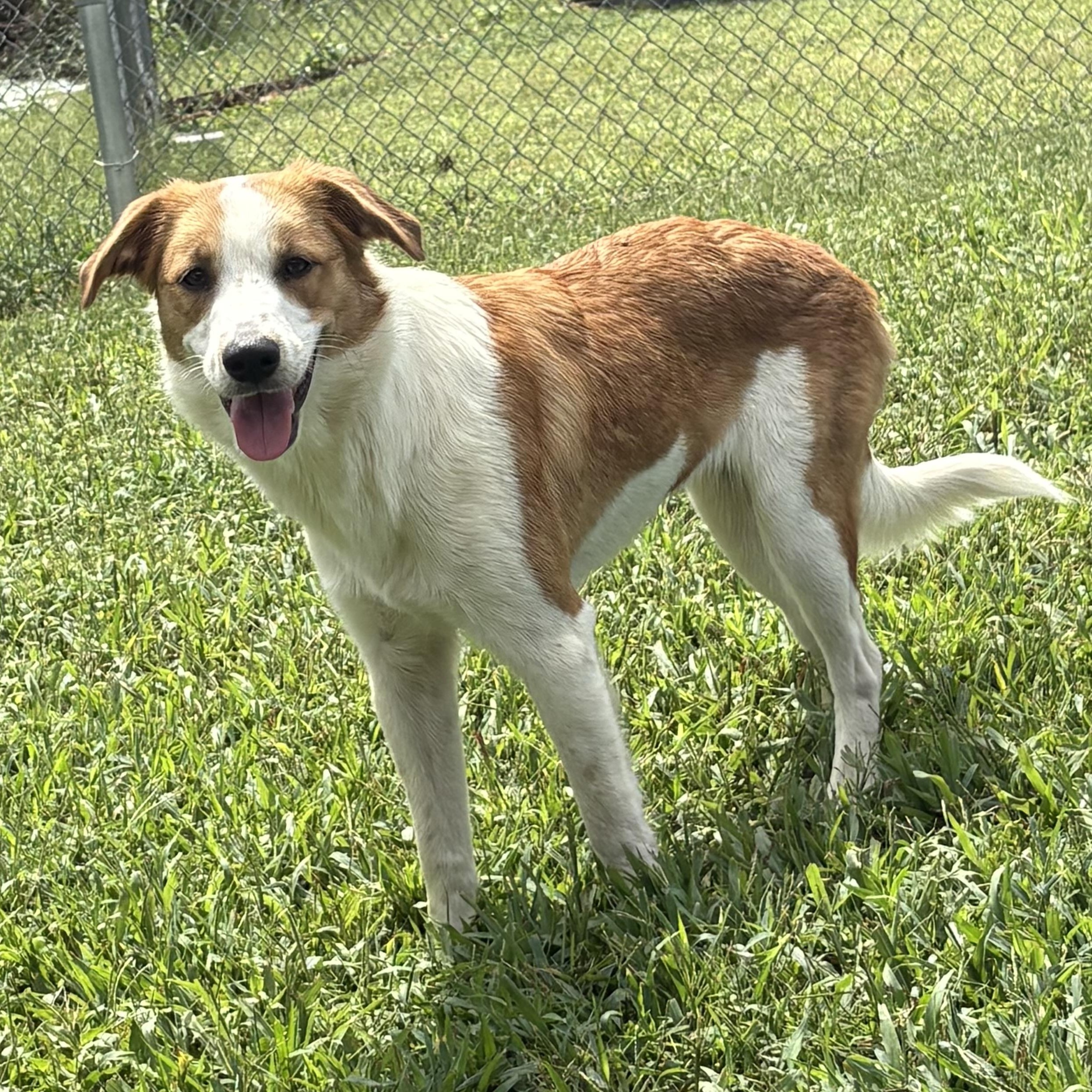 Padme, Adoptable, Puppy Female Australian Shepherd & Shepherd.