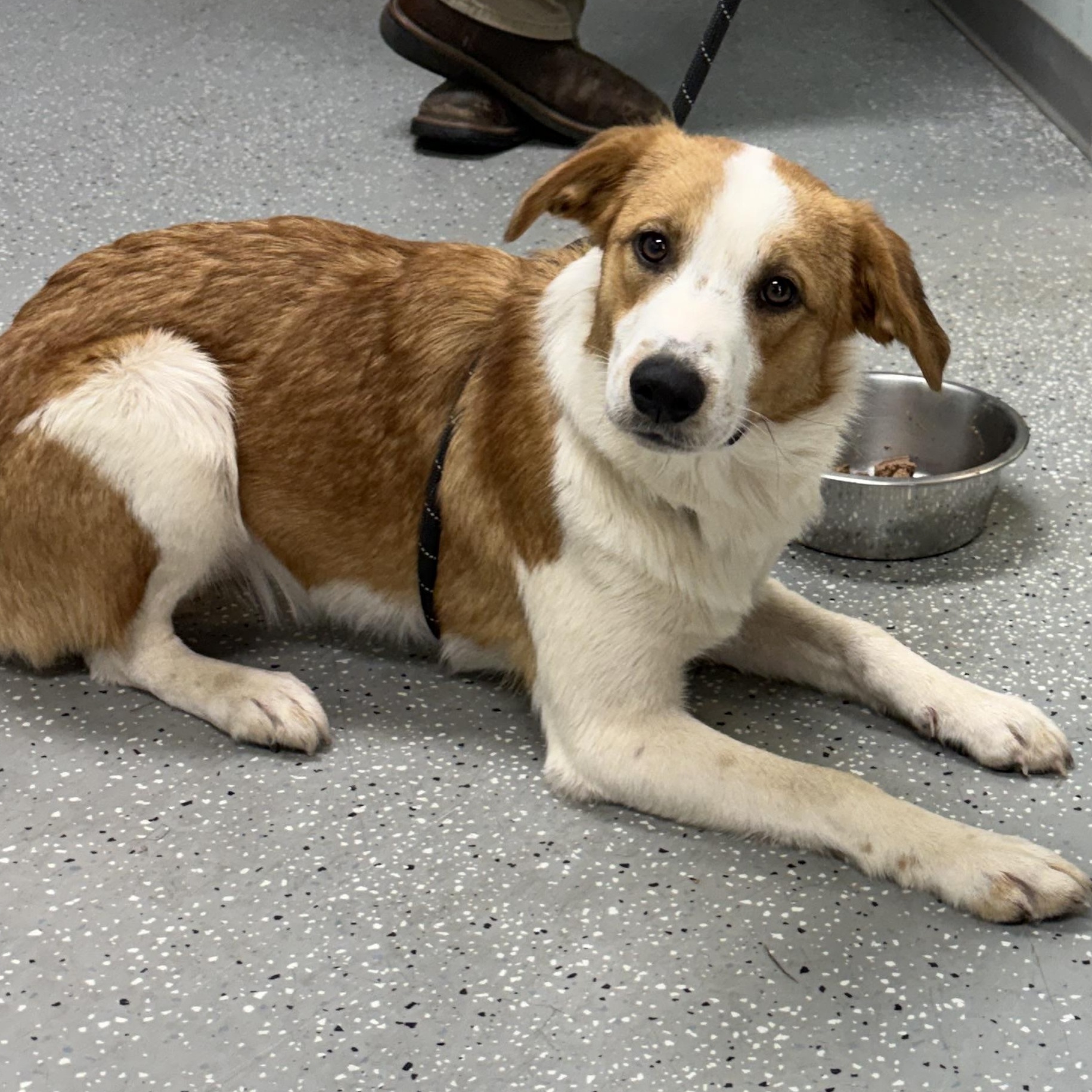 Enlarge Padme, a Adoptable mixed breed in Bardstown, KY image 4/6
