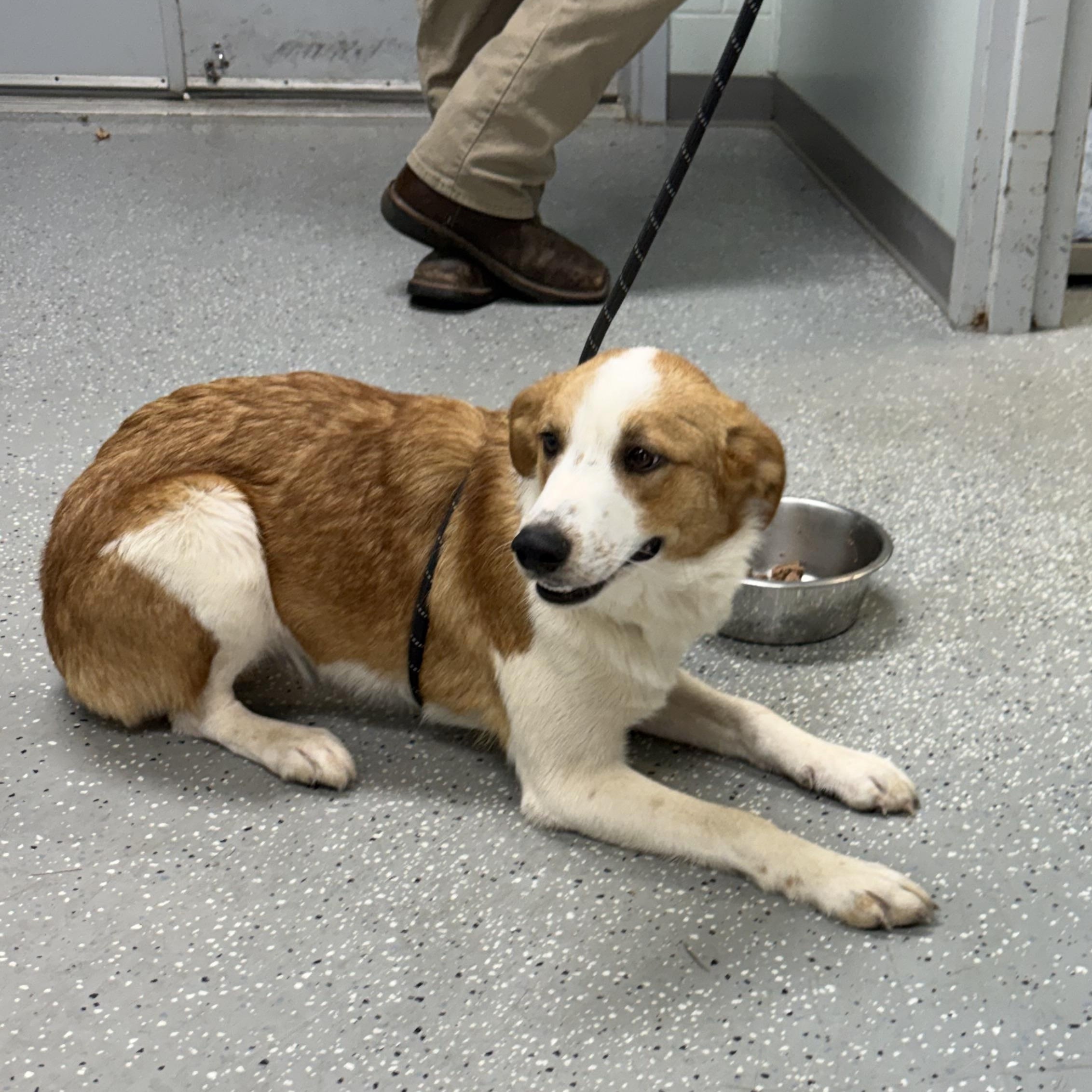 Enlarge Padme, a Adoptable mixed breed in Bardstown, KY image 2/6