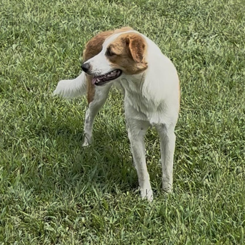 Enlarge Padme, a Adoptable mixed breed in Bardstown, KY image 5/6