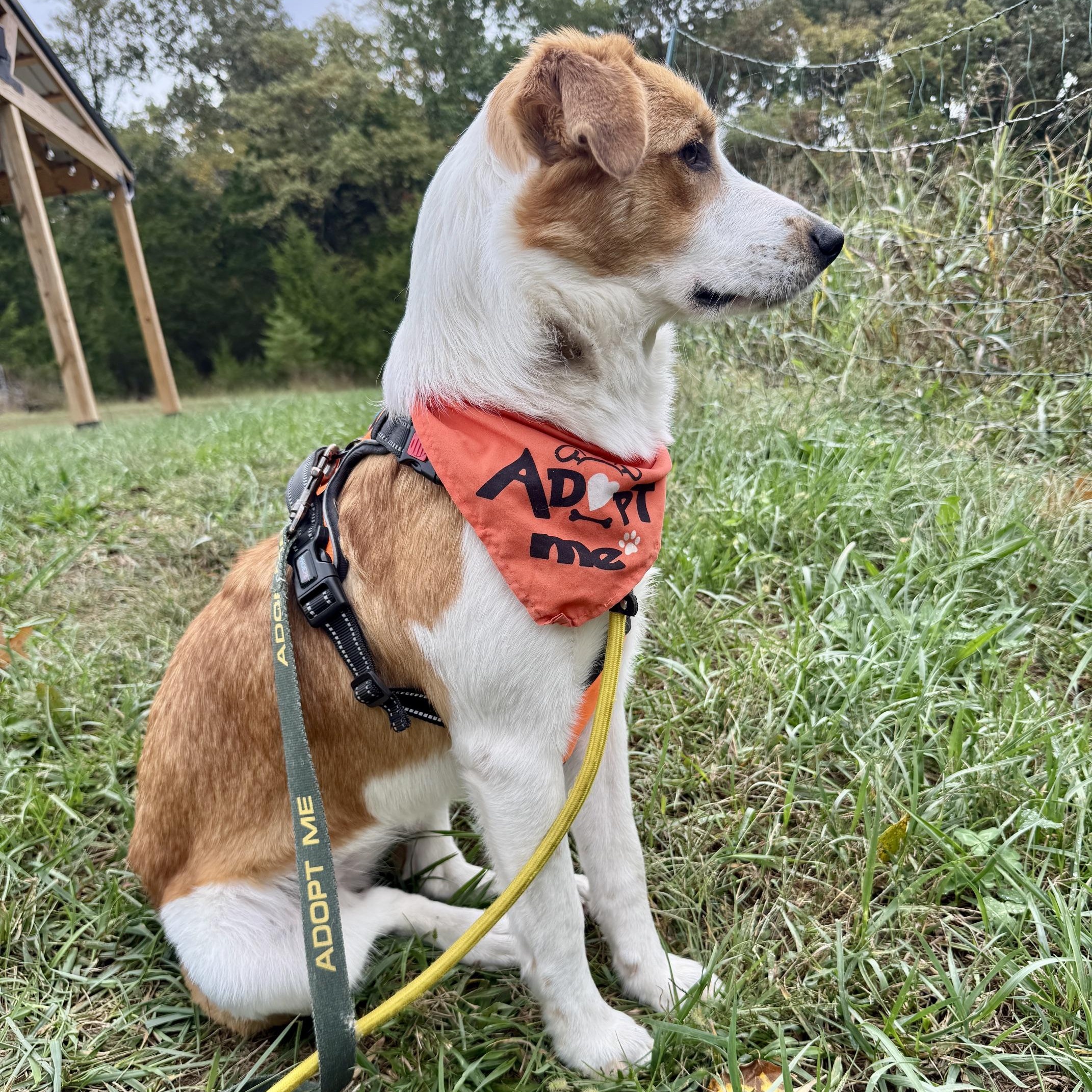 Enlarge Padme, a Adoptable mixed breed in Bardstown, KY image 6/6