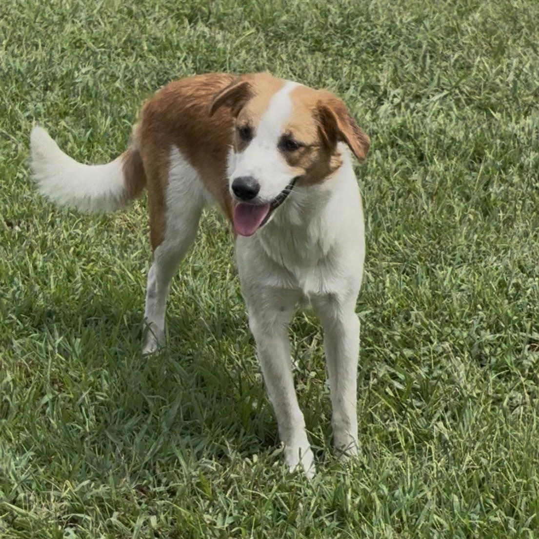 Enlarge Padme, a Adoptable mixed breed in Bardstown, KY image 6/6