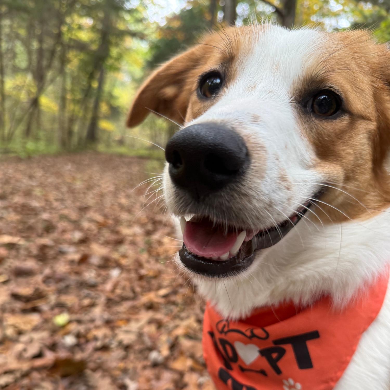 Enlarge Padme, a Adoptable mixed breed in Bardstown, KY image 1/6