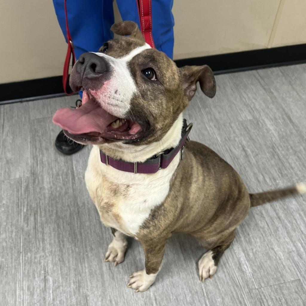 Turkey Trot thumbnail 2