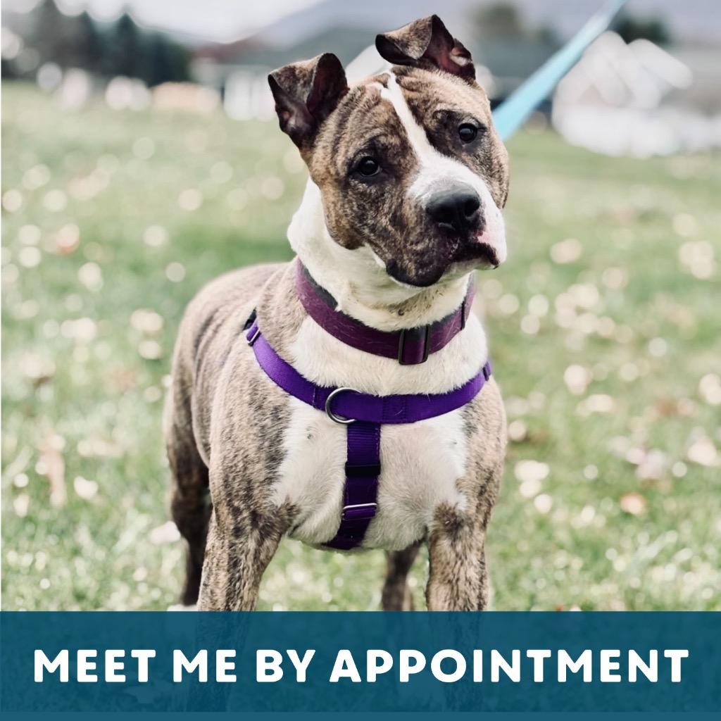 Turkey Trot thumbnail 3