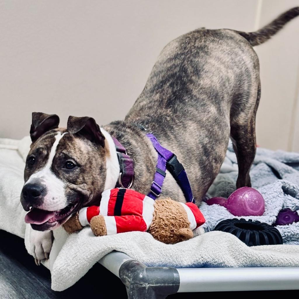 Turkey Trot thumbnail 4