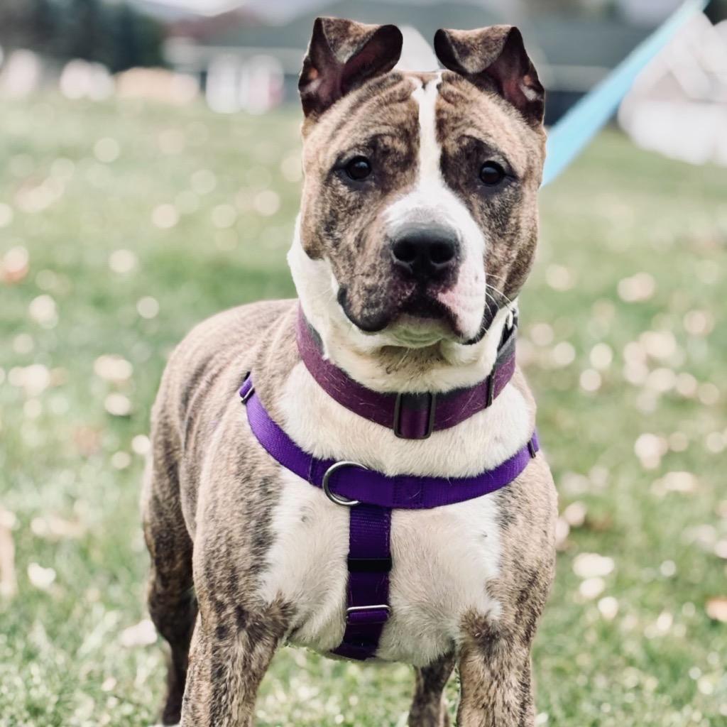 Turkey Trot thumbnail 6