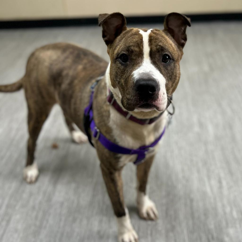 Turkey Trot thumbnail 7