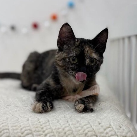 Espeon Pokemon — thumbnail 3