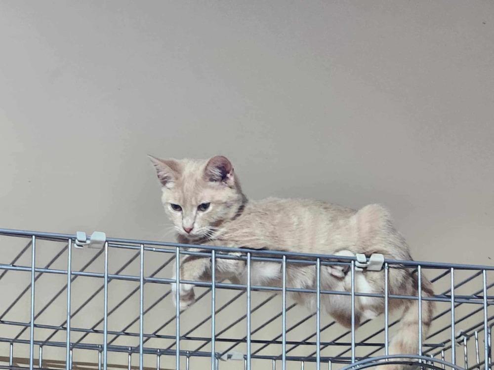 Enlarge Itsy, a Adoptable mixed breed in Salisbury, NC image 1/4