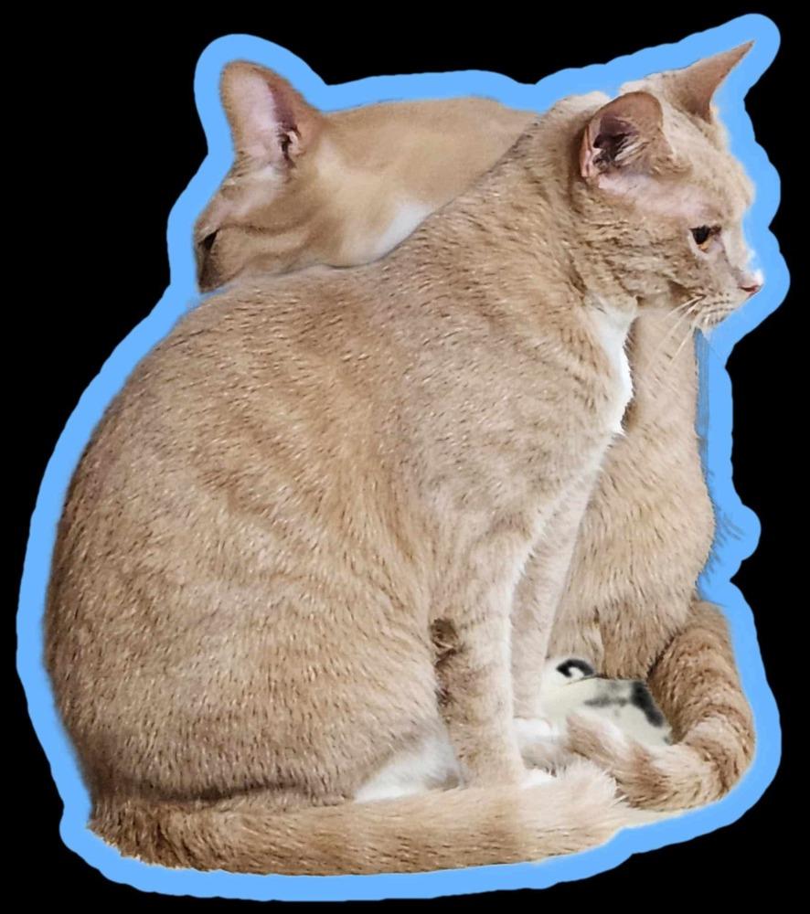 Enlarge Itsy, a Adoptable mixed breed in Salisbury, NC image 3/4