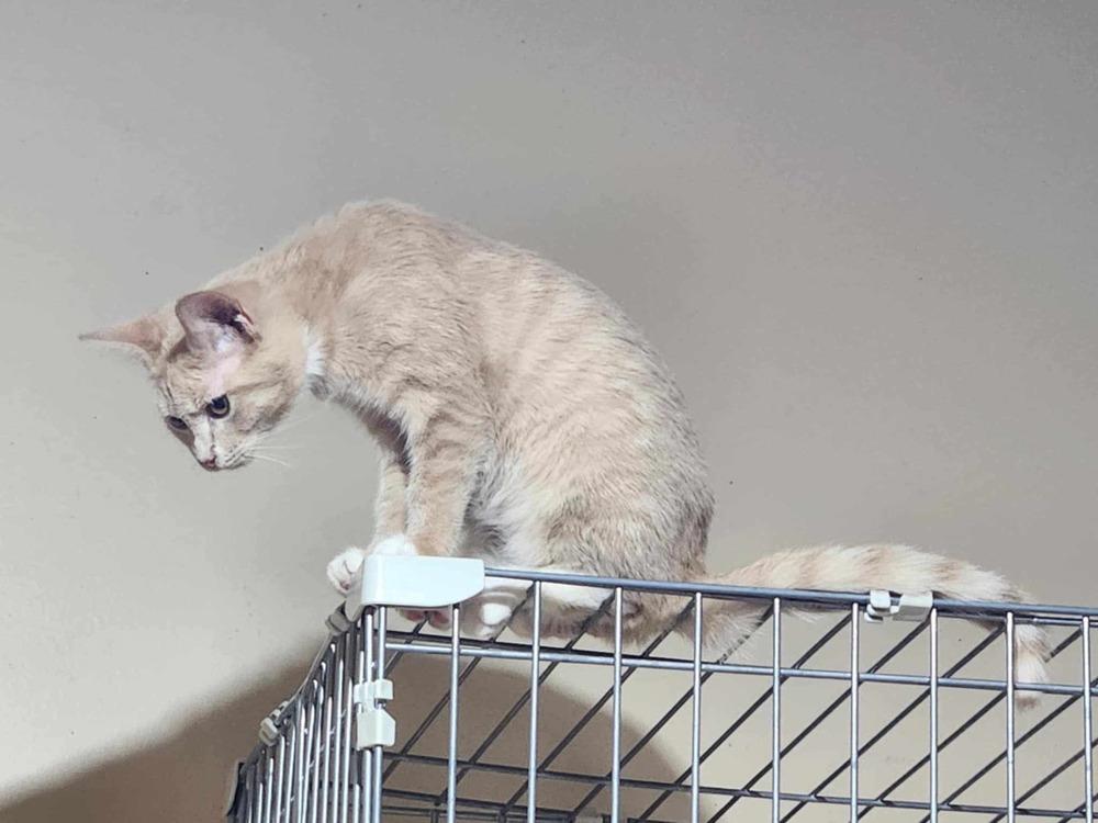 Enlarge Itsy, a Adoptable mixed breed in Salisbury, NC image 4/4