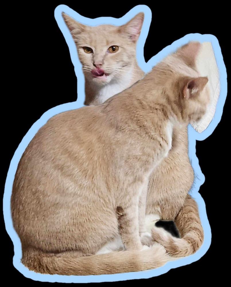 Itsy, a Adoptable mixed breed in Rockwell, NC image 6/6