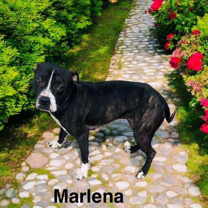 Marlena