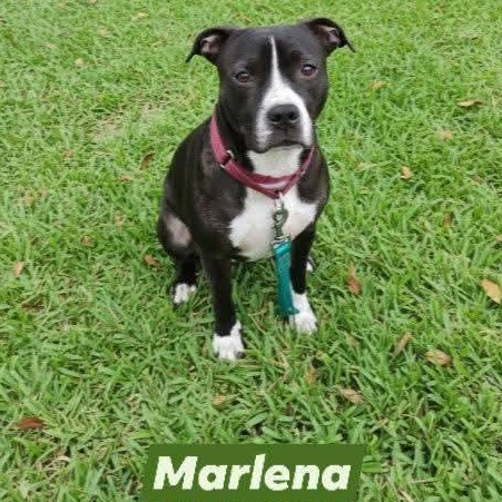 Marlena — thumbnail 3