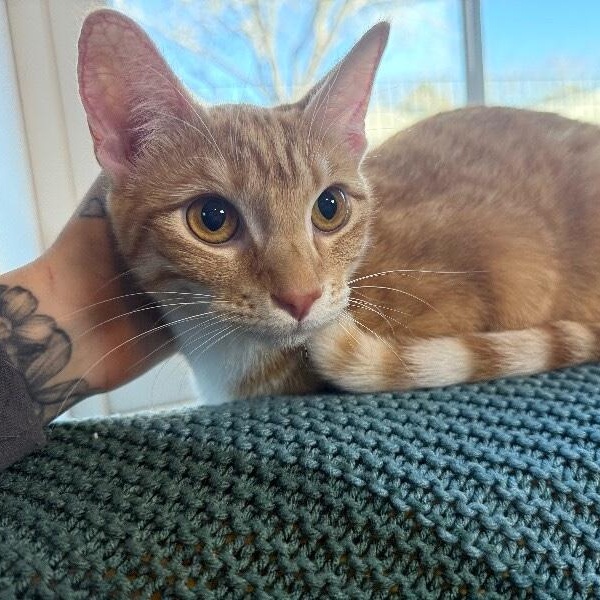 Chica Hernandez — thumbnail 4