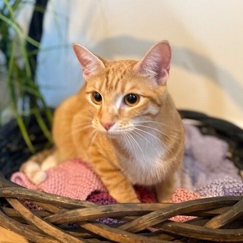 Chica Hernandez — thumbnail 5