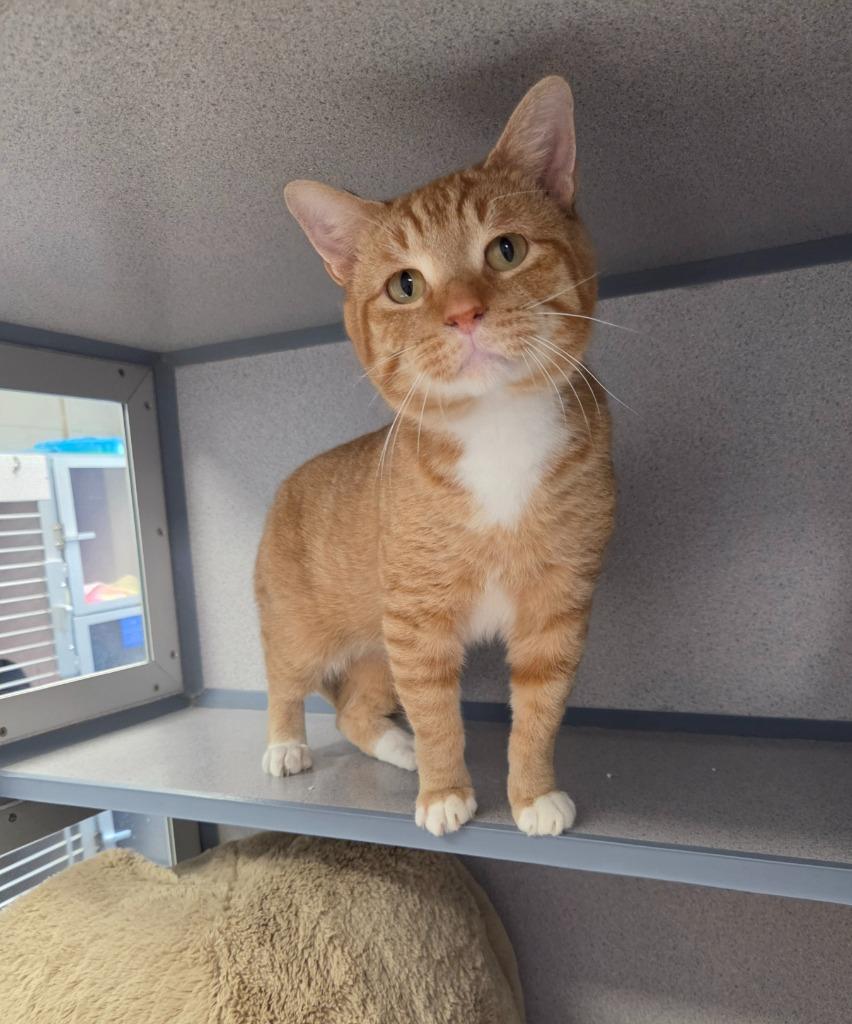 Naruto, a Adopted mixed breed in Liverpool, NY image 2/3