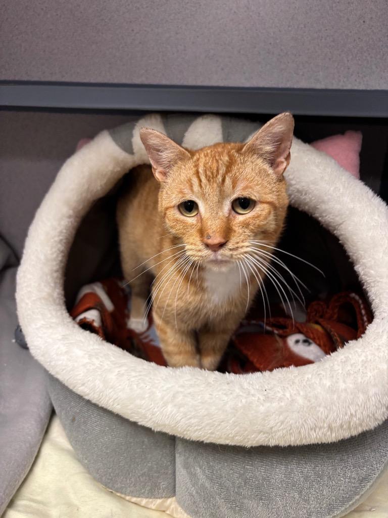 Naruto, a Adopted mixed breed in Liverpool, NY image 3/3