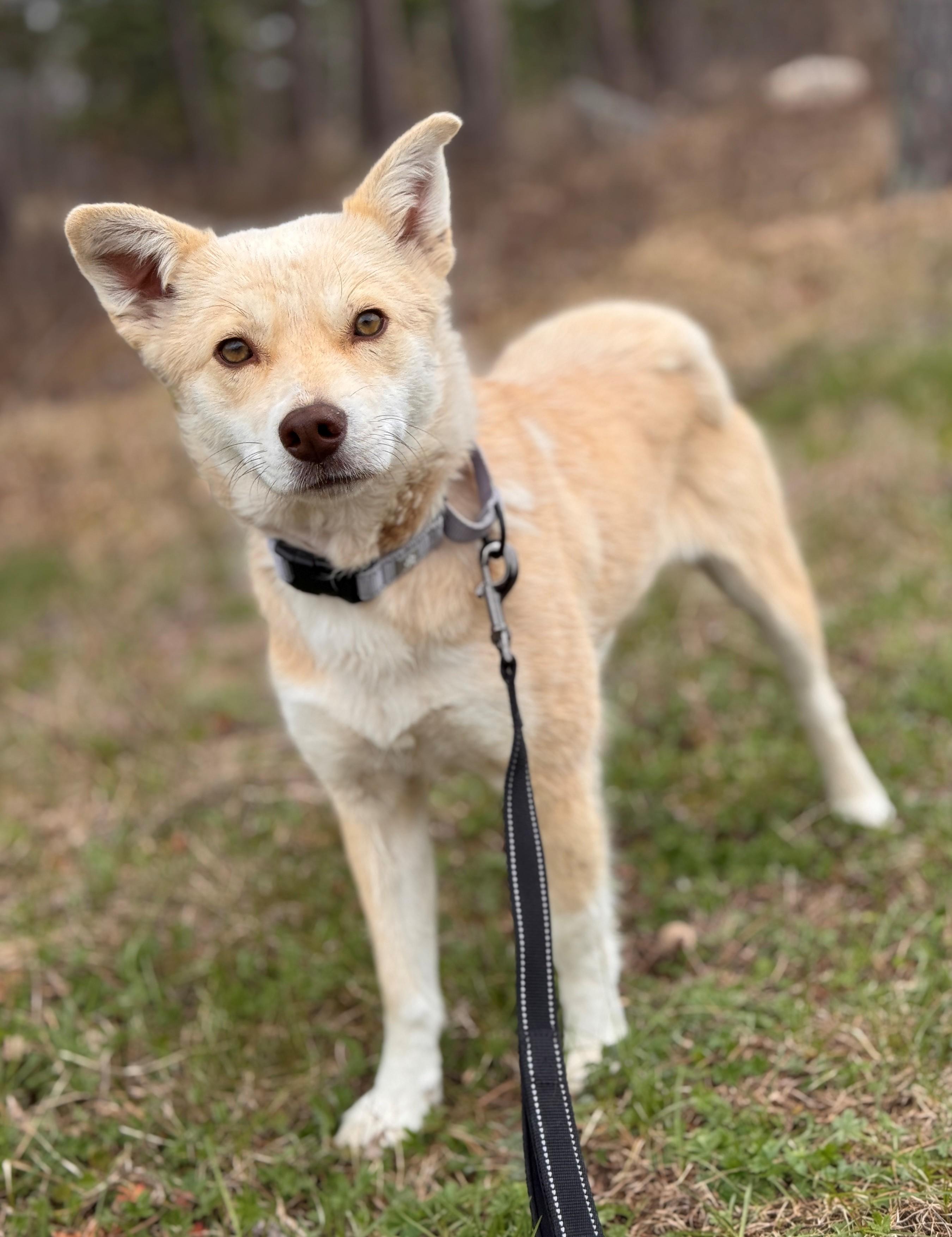 Enlarge Calypso, a ADOPTABLE mixed breed in Hackensack, MN image 1/4