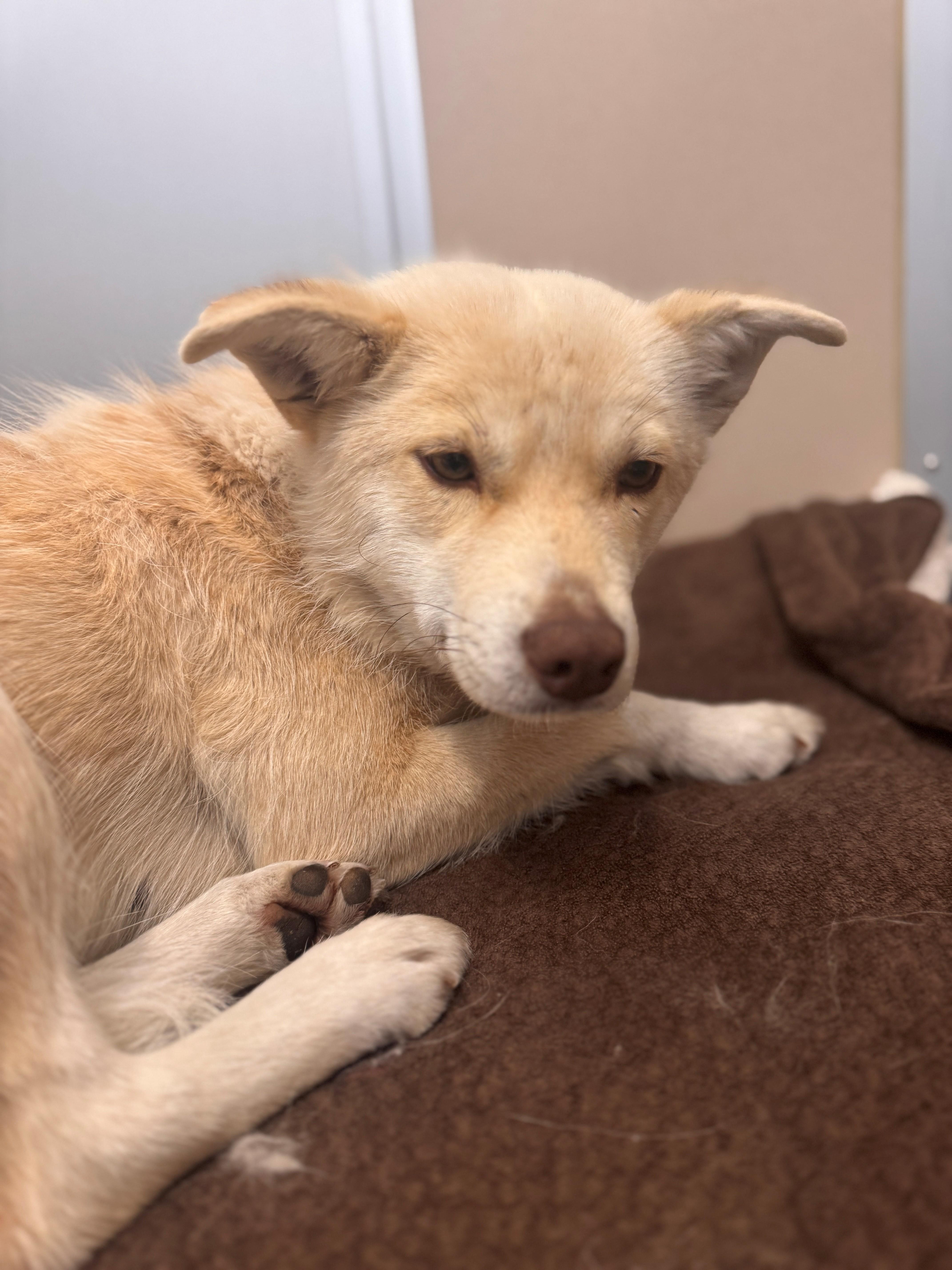 Enlarge Calypso, a ADOPTABLE mixed breed in Hackensack, MN image 3/4