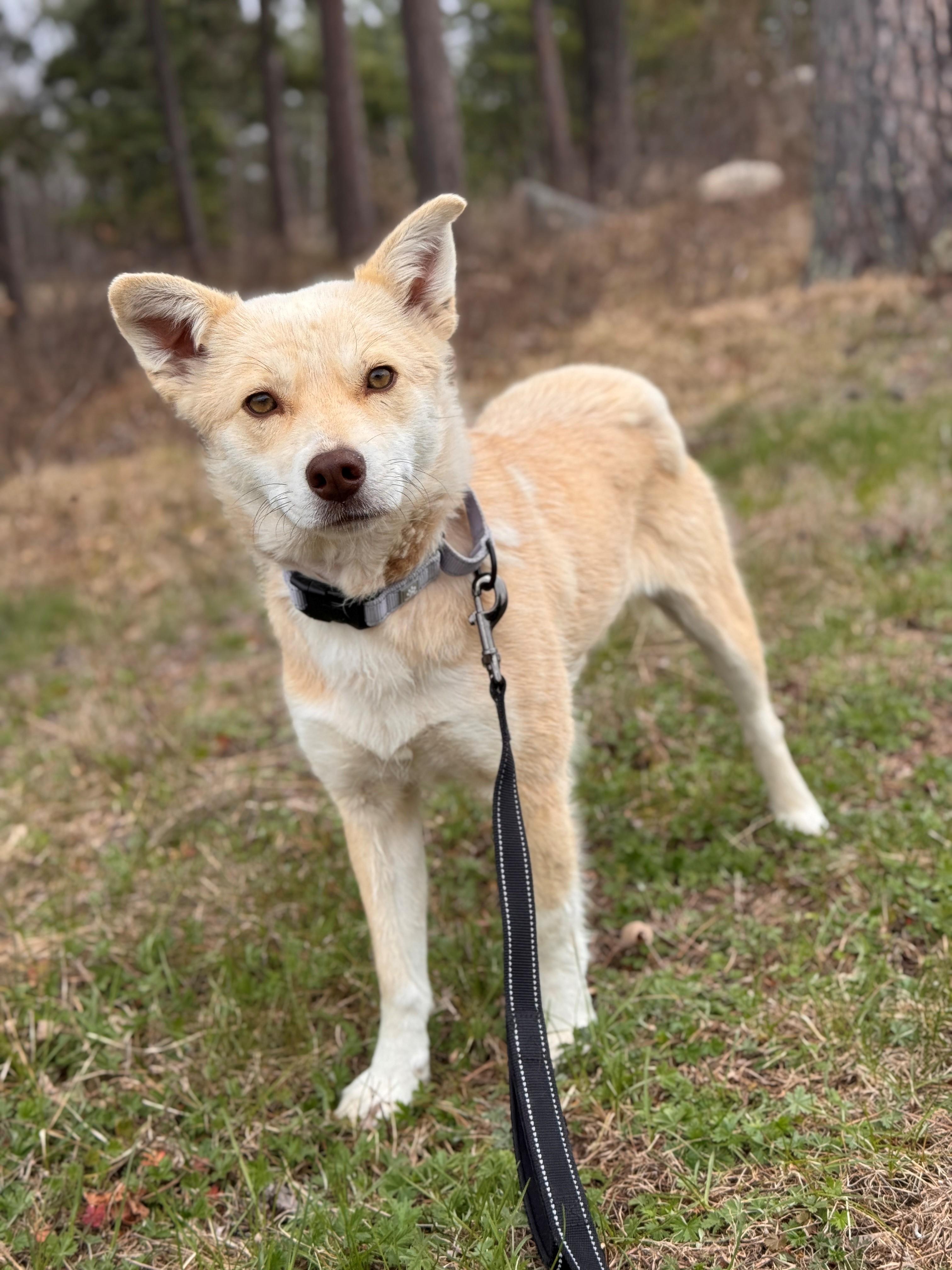 Enlarge Calypso, a ADOPTABLE mixed breed in Hackensack, MN image 2/4