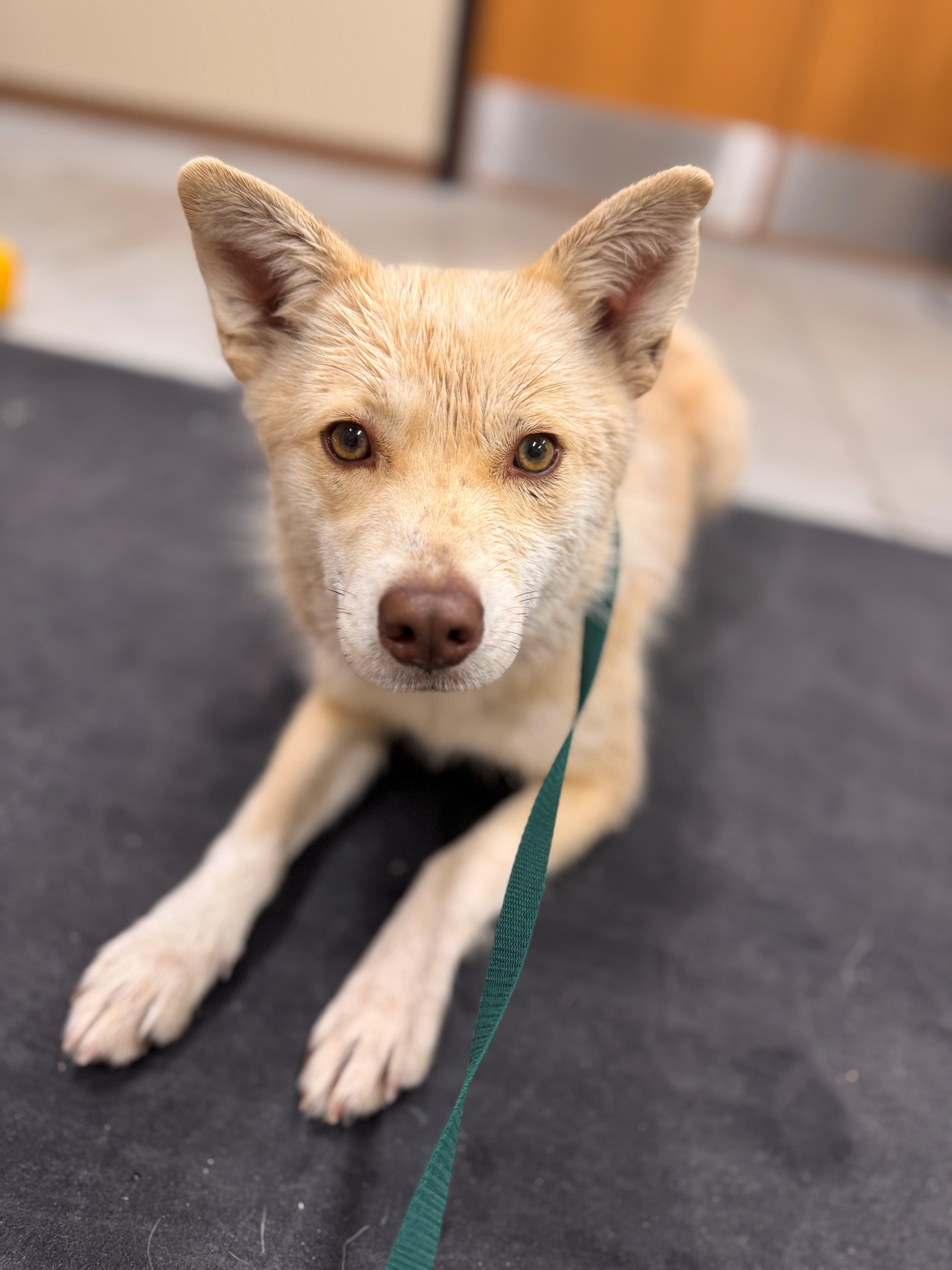 Enlarge Calypso, a ADOPTABLE mixed breed in Hackensack, MN image 4/4