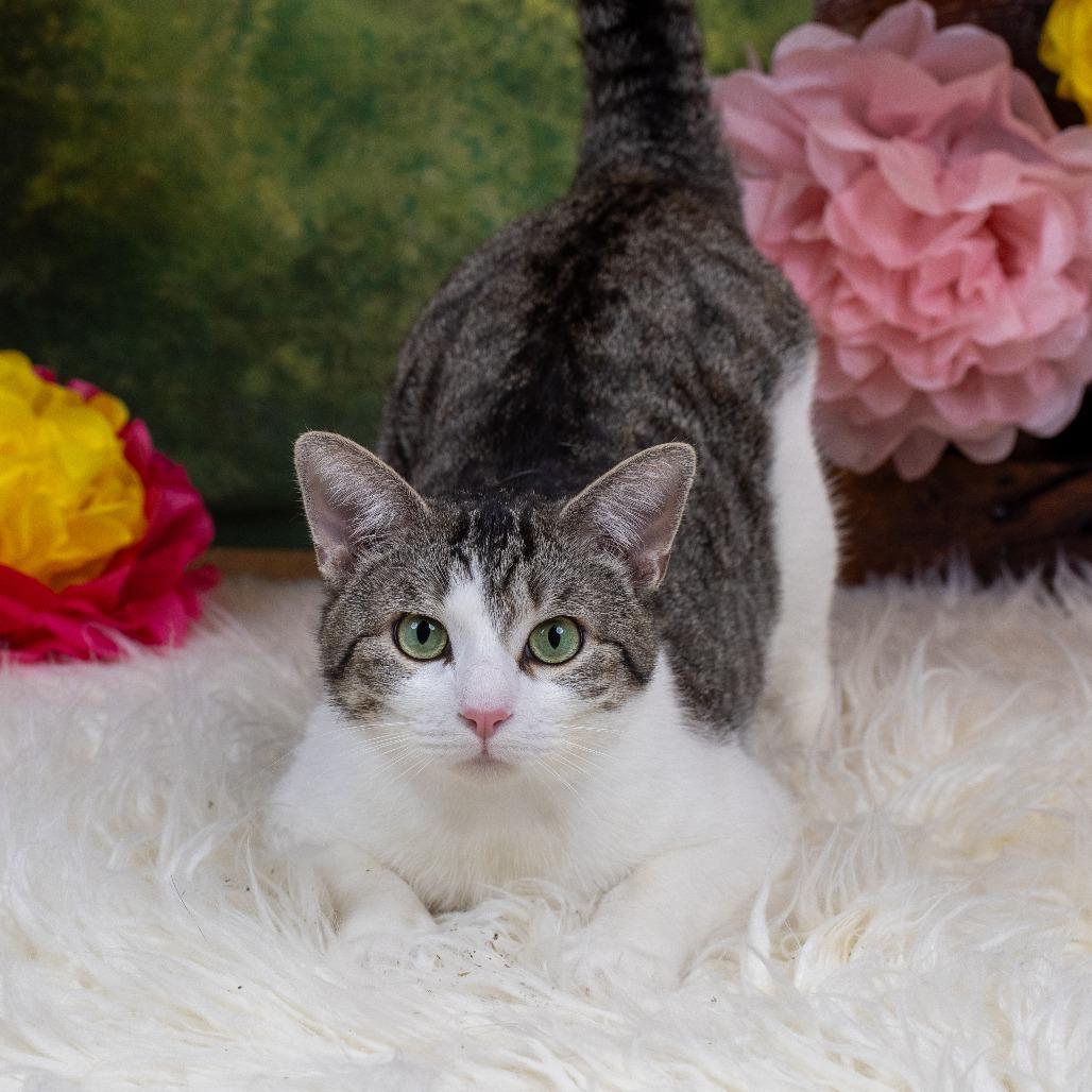 Enlarge Raphael C10169, a Adoptable Domestic Short Hair in Princeton, MN image 1/6