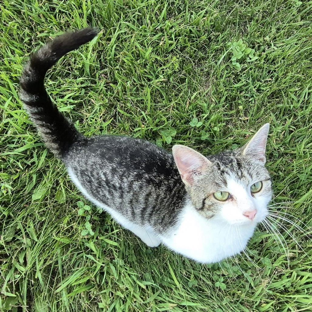 Raphael C10169, Adoptable, Adult Male Domestic Short Hair.