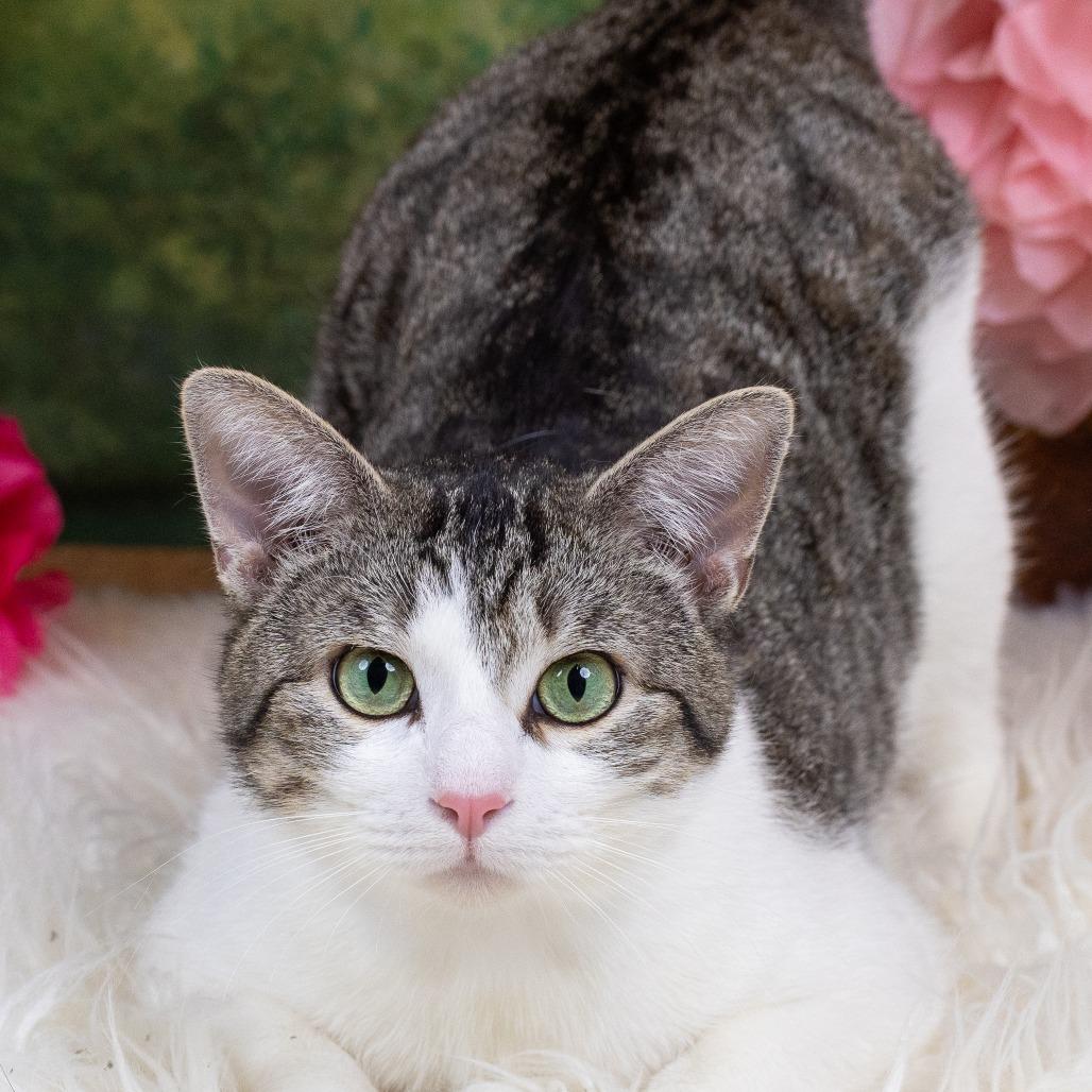 Enlarge Raphael C10169, a Adoptable Domestic Short Hair in Princeton, MN image 3/6