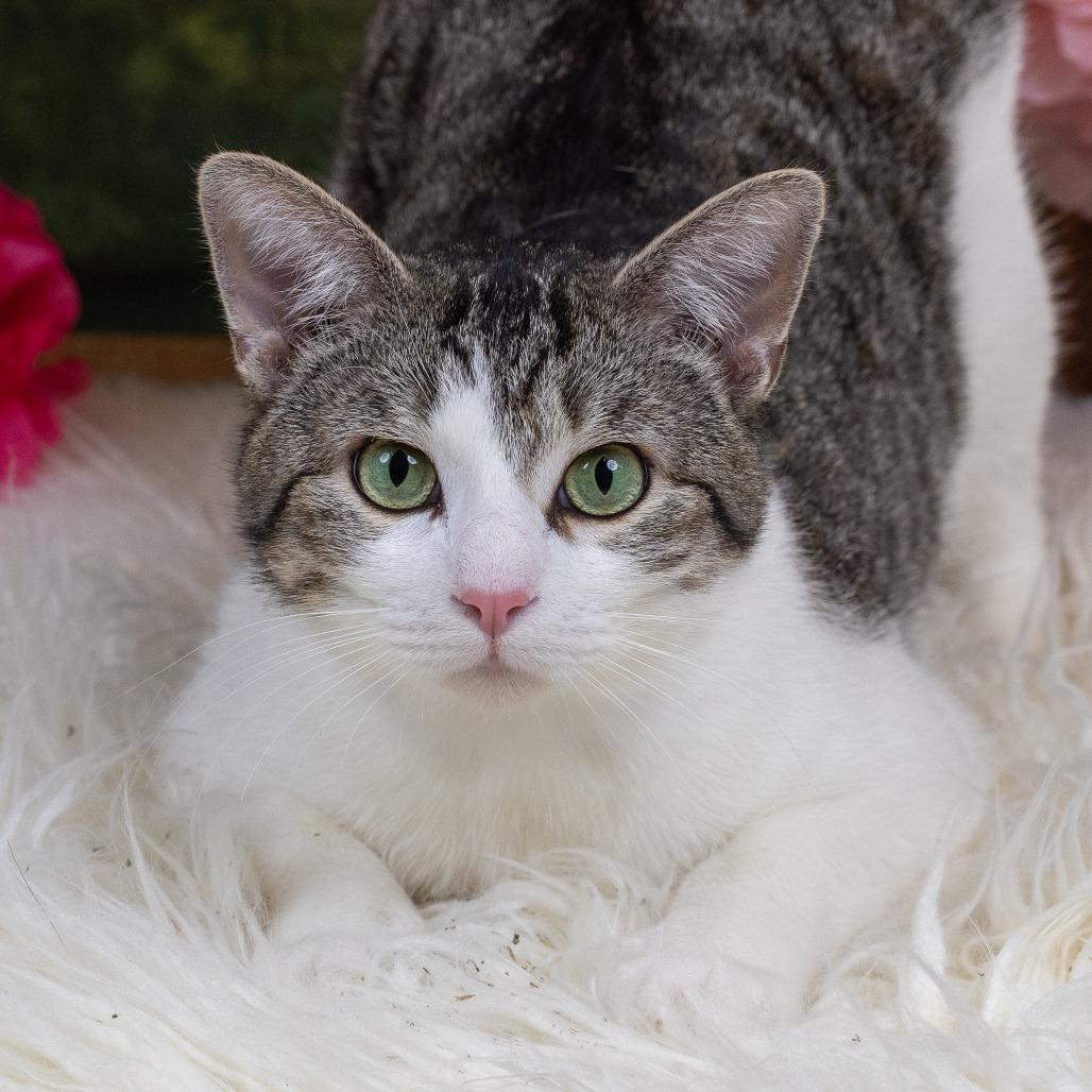 Enlarge Raphael C10169, a Adoptable Domestic Short Hair in Princeton, MN image 4/6