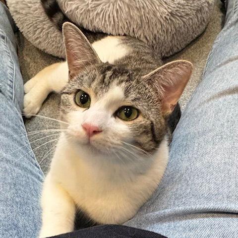 Enlarge Raphael C10169, a Adoptable Domestic Short Hair in Princeton, MN image 5/6