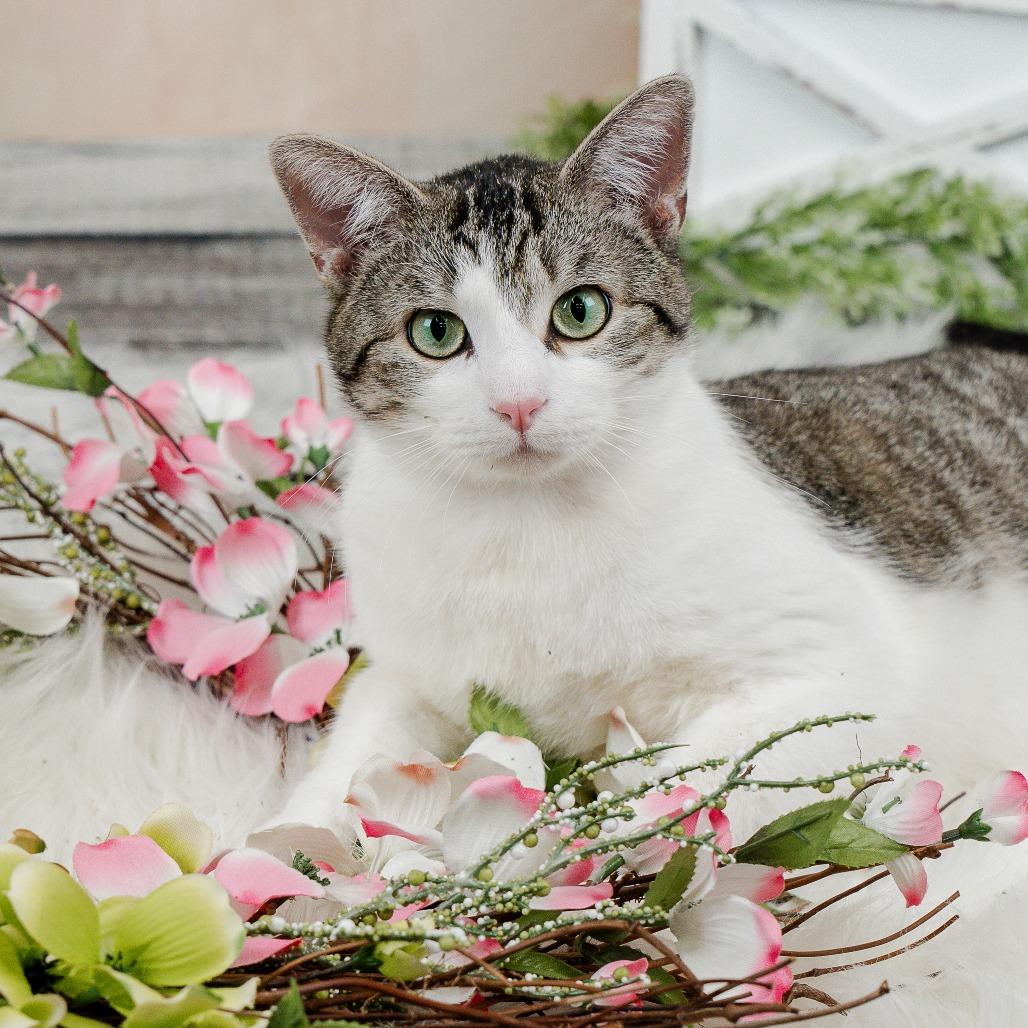 Enlarge Raphael C10169, a Adoptable Domestic Short Hair in Princeton, MN image 6/6