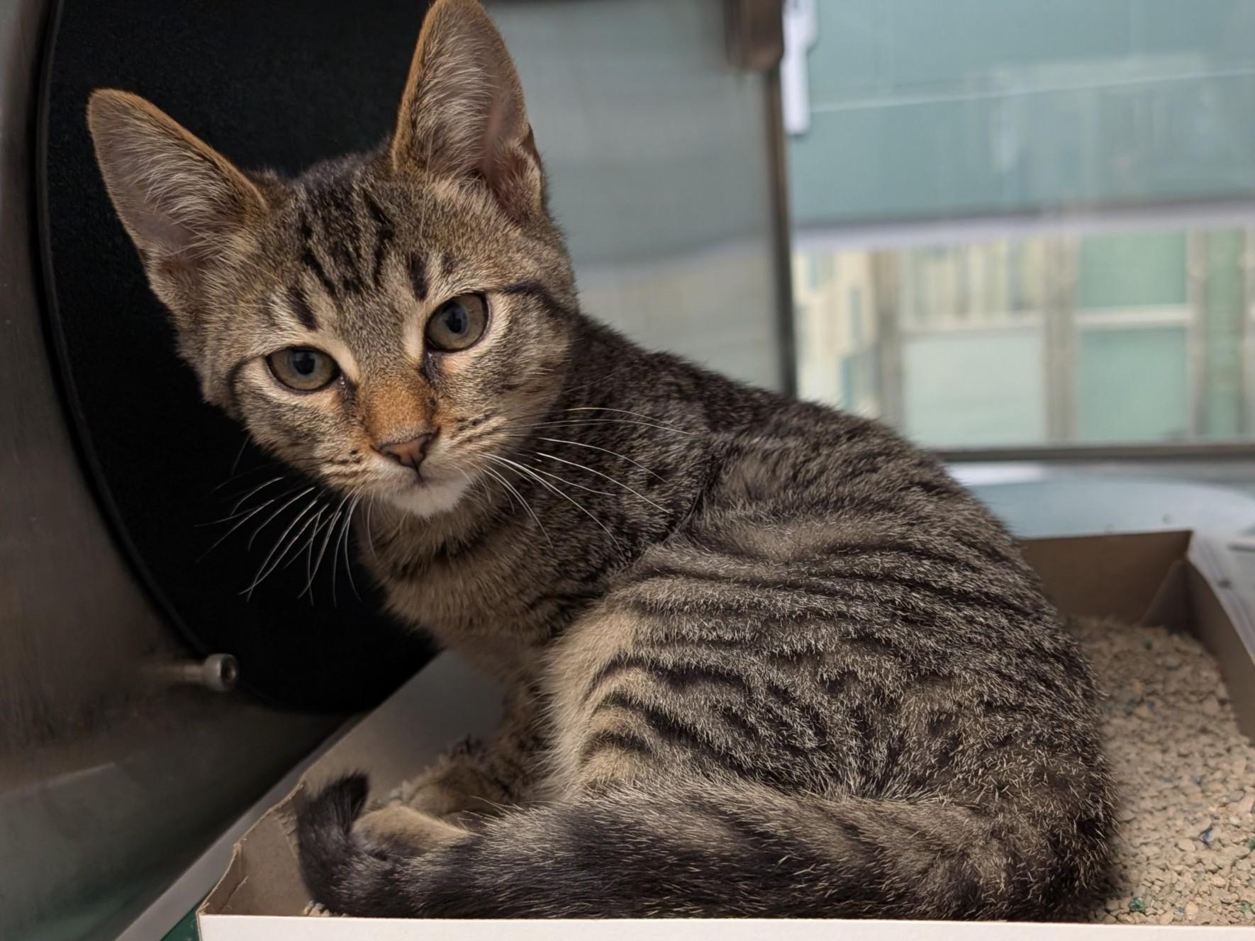 Leo A212098
