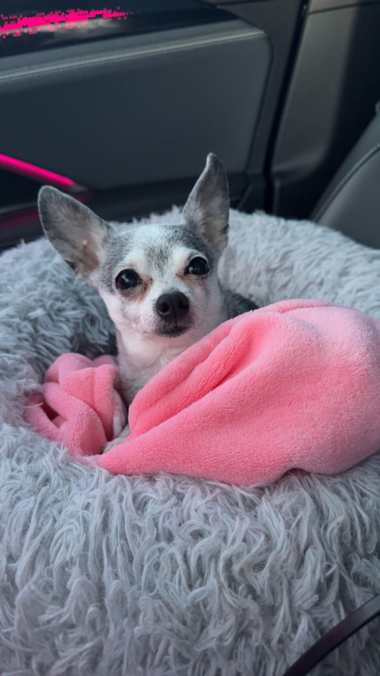 Parker, Adoptable, Senior Female Chihuahua.