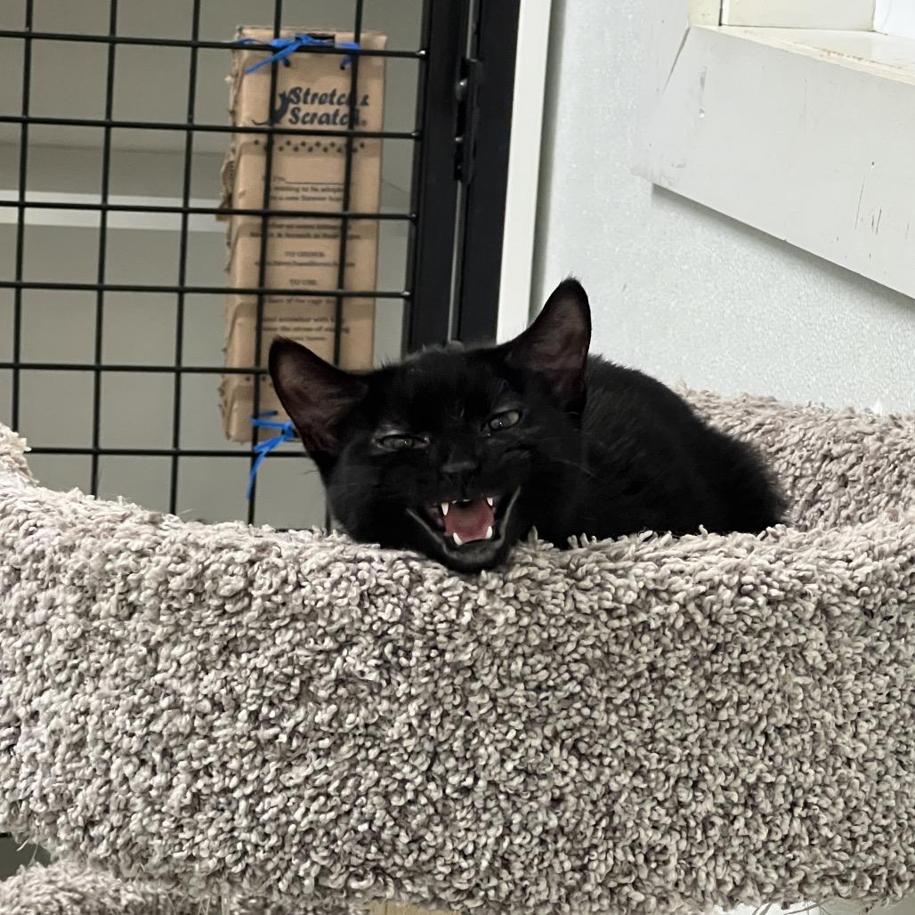 Sookie, a Adoptable Domestic Short Hair in Oak Hill, WV image 2/6