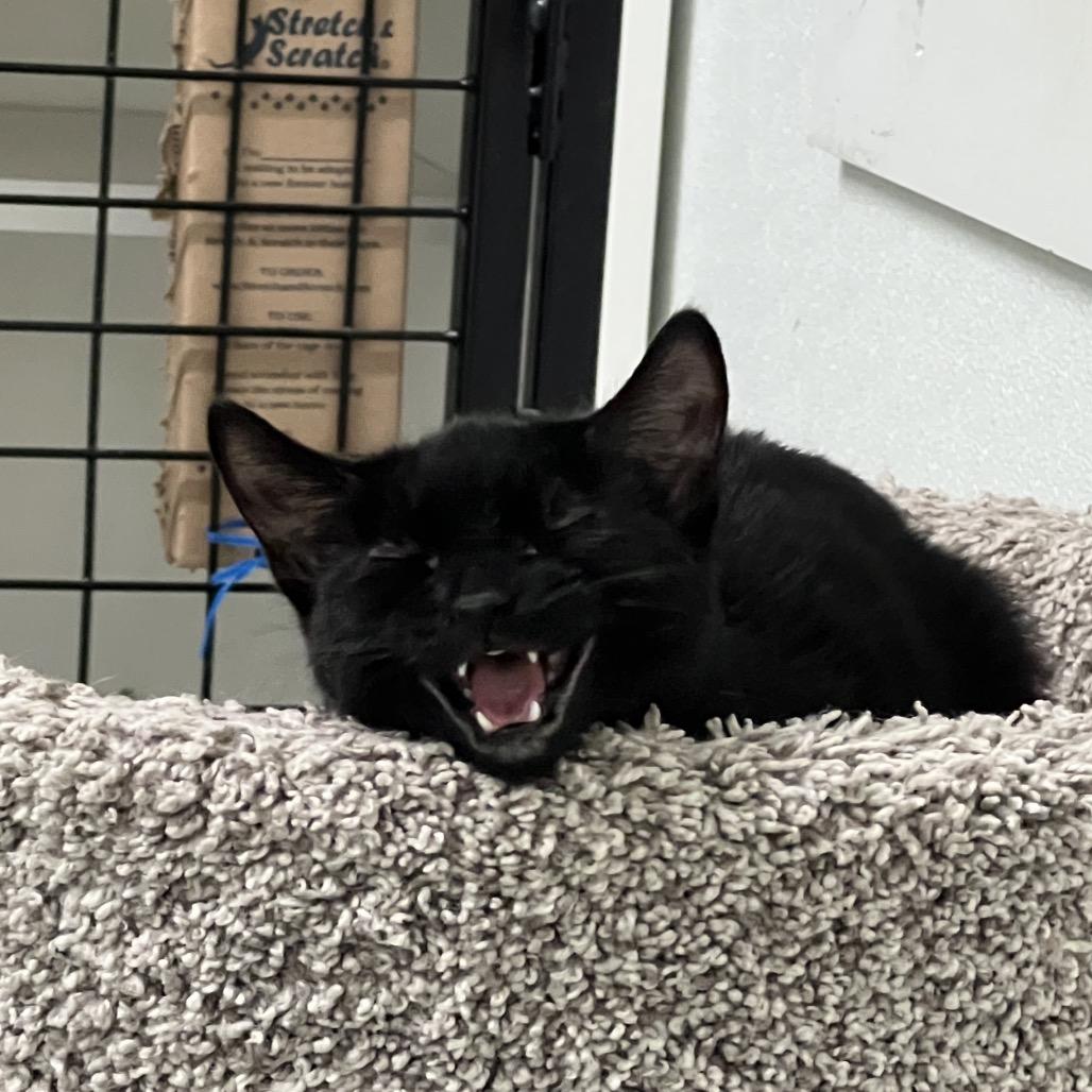 Sookie, a Adoptable Domestic Short Hair in Oak Hill, WV image 6/6