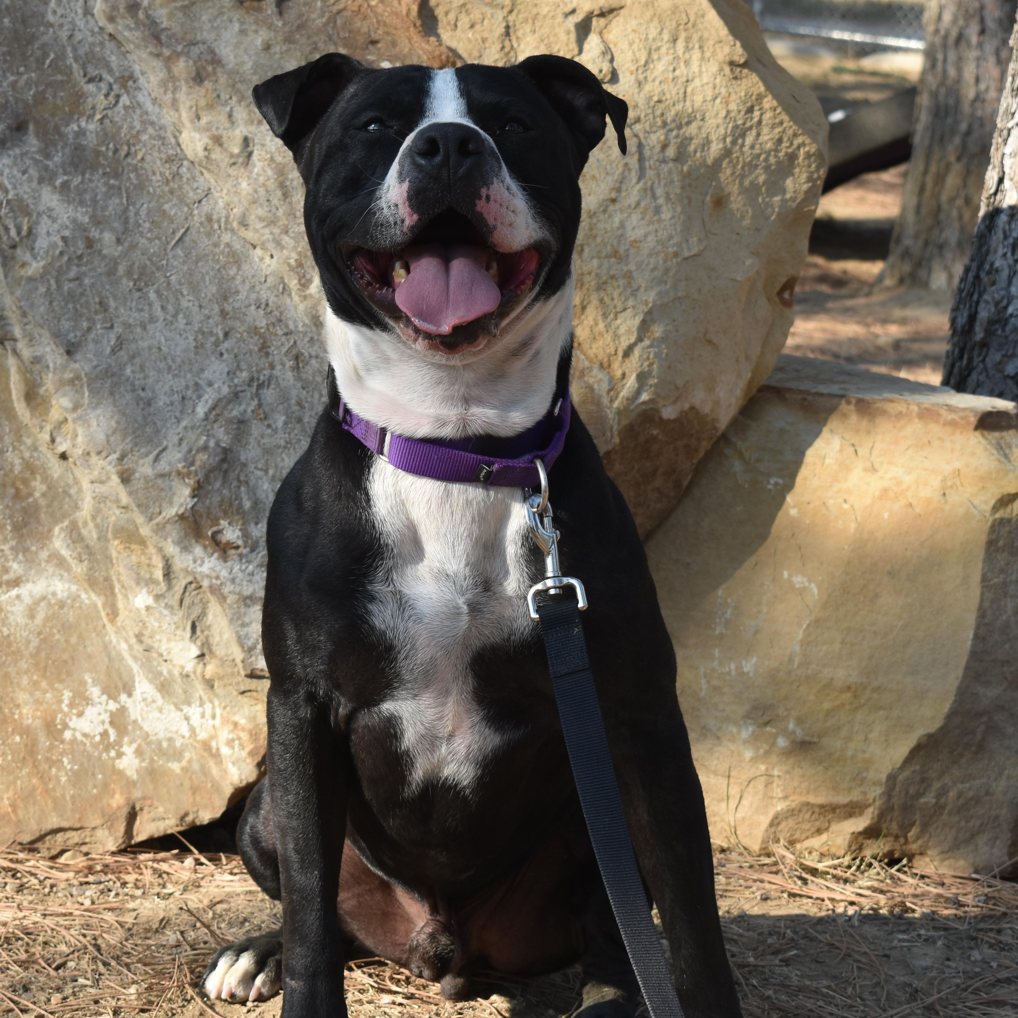 Reno, ADOPTABLE, Adult Male Pit Bull Terrier.