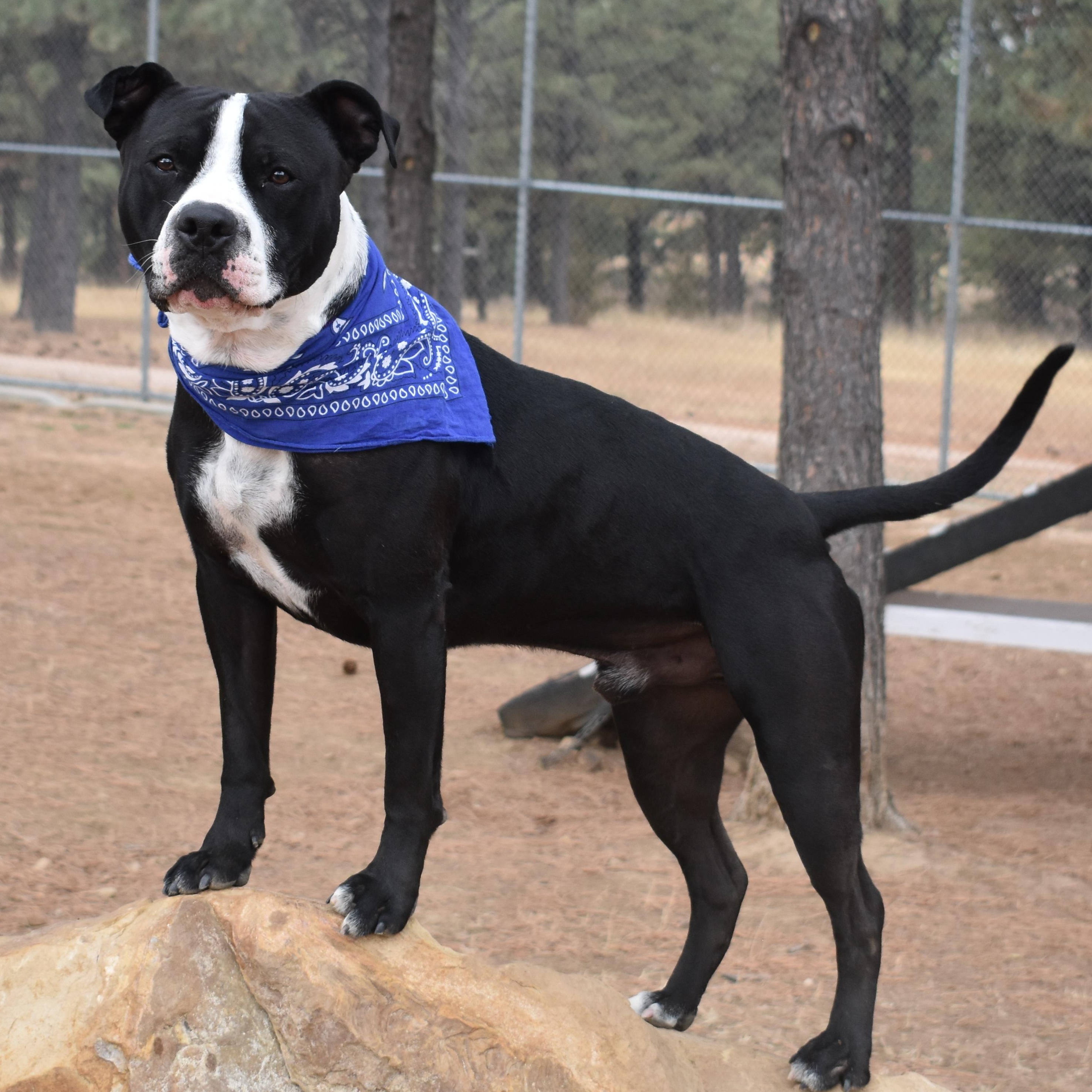 Reno, a ADOPTABLE Pit Bull Terrier in Newcastle, WY image 2/2