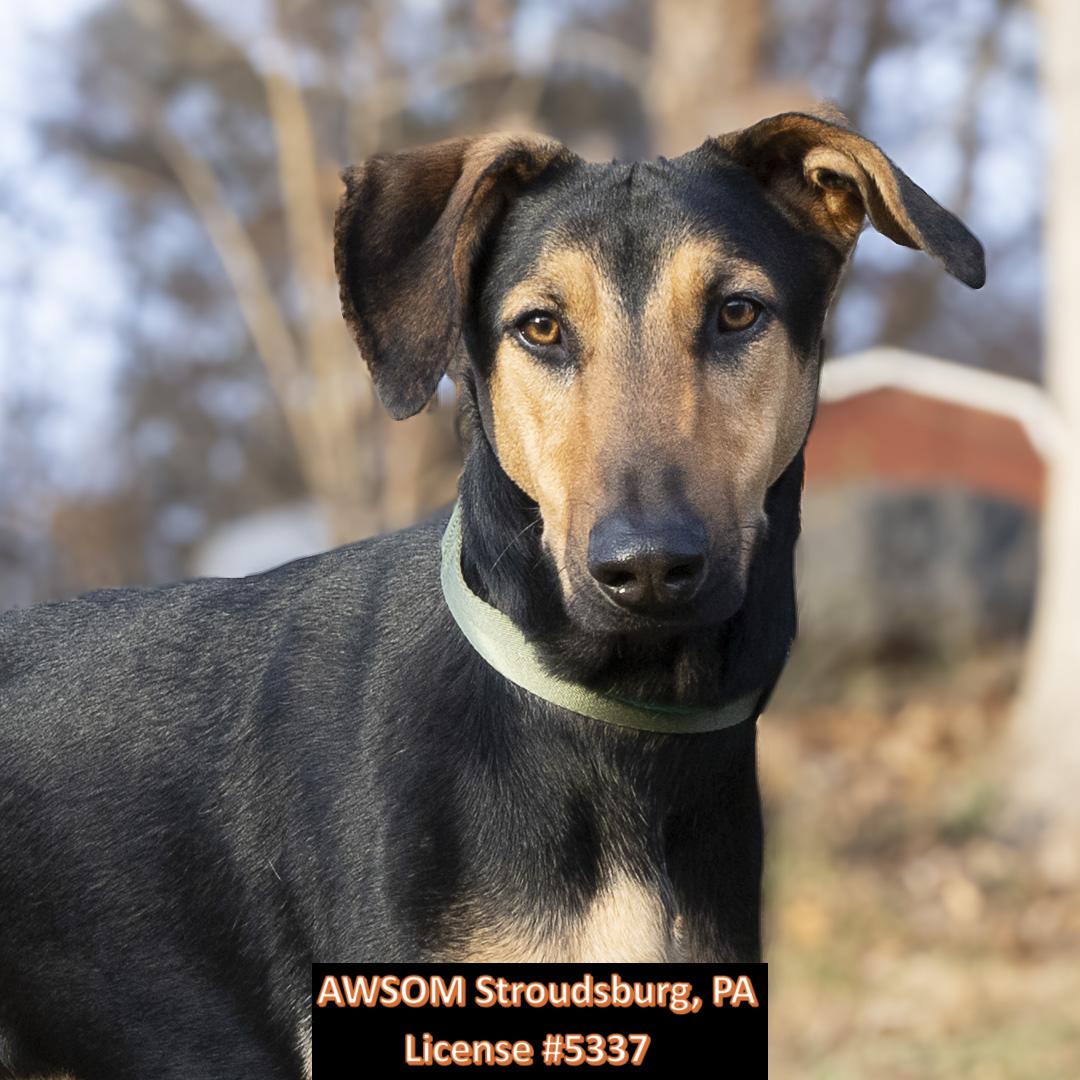 Apollo, ADOPTABLE, Young Male Doberman Pinscher & Shepherd.