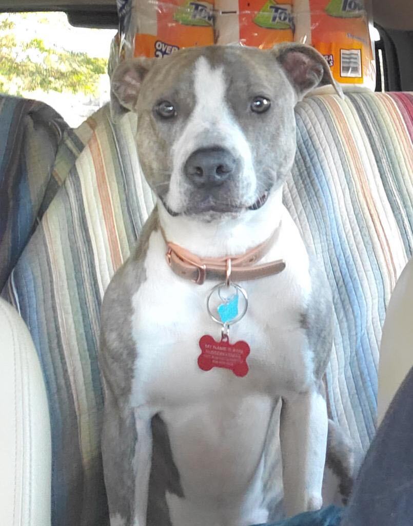 Rani , Adult Female American Staffordshire Terrier